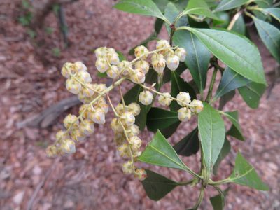 Pieris japonica, photographed by Marco Mussita