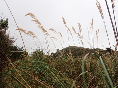 Austroderia toetoe, photographed by Arnim Littek