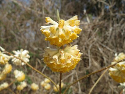 Edgeworthia chrysantha, photographed by Marco Mussita