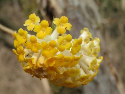 Edgeworthia chrysantha, photographed by Marco Mussita