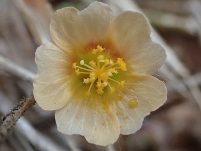 Sida cordata, photographed by 葉子