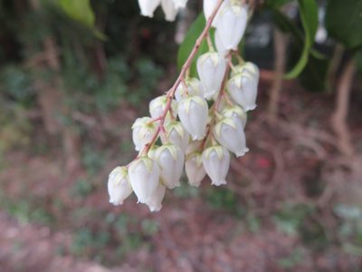 Pieris japonica, photographed by Marco Mussita