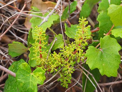 Vitis flexuosa, photographed by 葉子