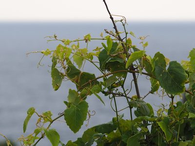 Vitis flexuosa, photographed by 葉子
