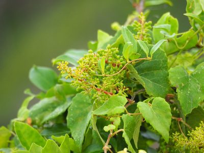 Vitis flexuosa, photographed by 葉子