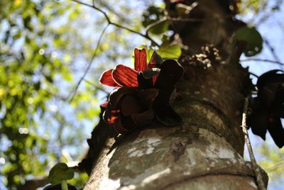 Sapranthus palanga, photographed by Kevin Keegan