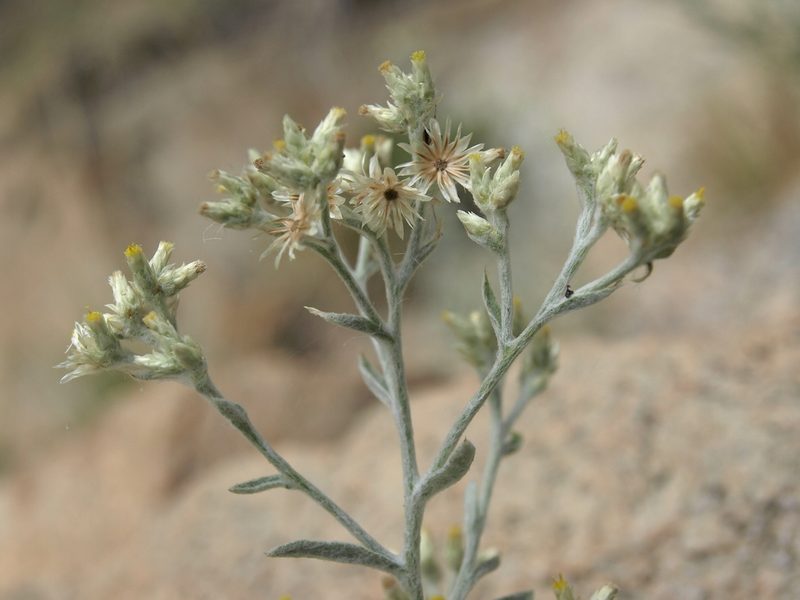 Pseudognaphalium canescens, photographed by Jim Morefield