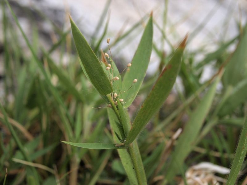 Dichanthelium lanuginosum, photographed by Jim Morefield