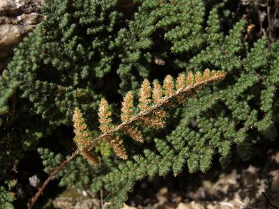 Myriopteris intertexta, photographed by Jim Morefield