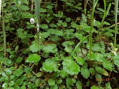 Jovellana repens, photographed by Duncan Cunningham