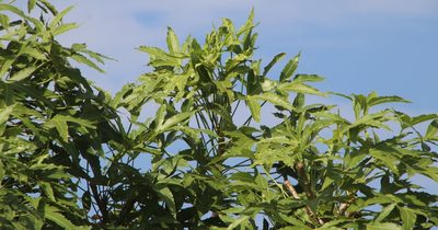 Cussonia natalensis, photographed by Tony Rebelo