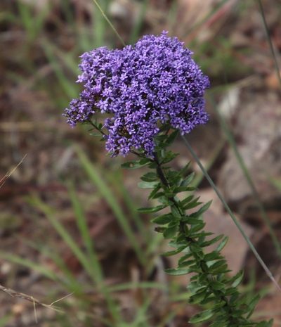 Tetraselago wilmsii, photographed by Tony Rebelo