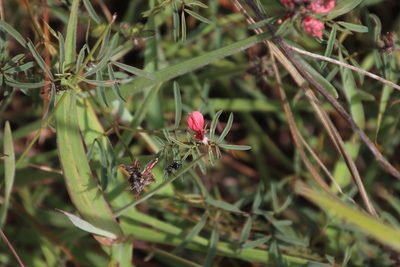 Indigofera atrata, photographed by Tony Rebelo