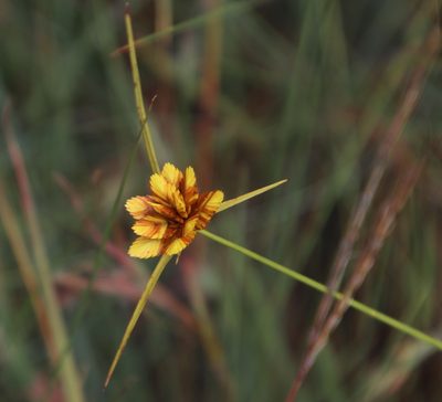 Cyperus sphaerocephalus, photographed by Tony Rebelo