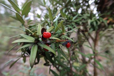 Pittosporum bicolor, photographed by Cowirrie