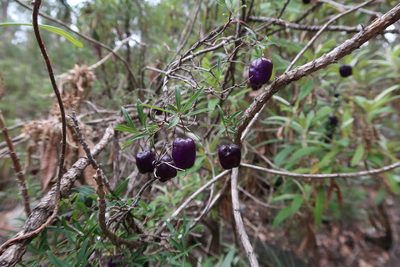 Billardiera macrantha, photographed by Cowirrie
