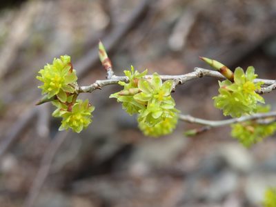 Lindera praecox, photographed by Marco Mussita