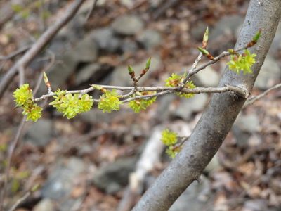 Lindera praecox, photographed by Marco Mussita