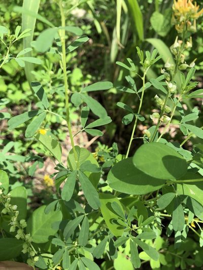 Crotalaria medicaginea, photographed by elawrey