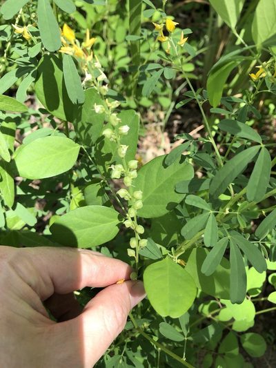 Crotalaria medicaginea, photographed by elawrey