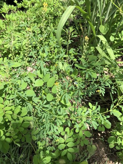 Crotalaria medicaginea, photographed by elawrey
