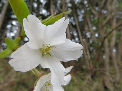 Prunus jamasakura, photographed by Marco Mussita