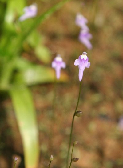 Utricularia geoffrayi, photographed by Oleg Kosterin