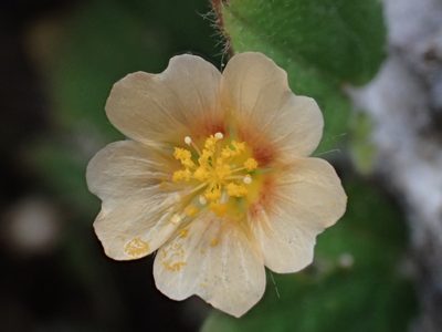 Sida cordata, photographed by 葉子