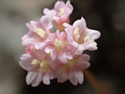 Boerhavia glabrata, photographed by 葉子