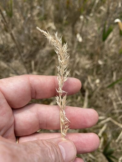 Greeneochloa coarctata, photographed by Alan Weakley