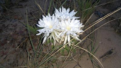 Discocactus catingicola, photographed by Leonardo Bergamini