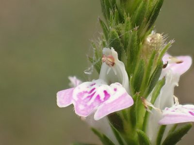 Justicia hayatae, photographed by 葉子