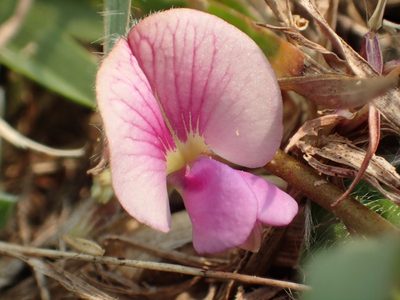 Tephrosia obovata, photographed by 葉子