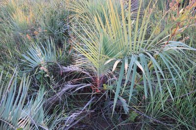 Butia archeri, photographed by Leonardo Bergamini