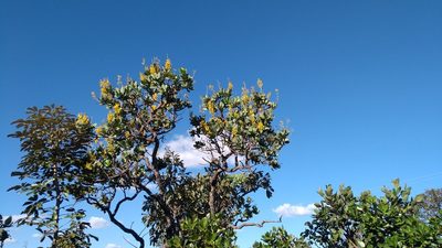 Vochysia elliptica, photographed by Leonardo Bergamini