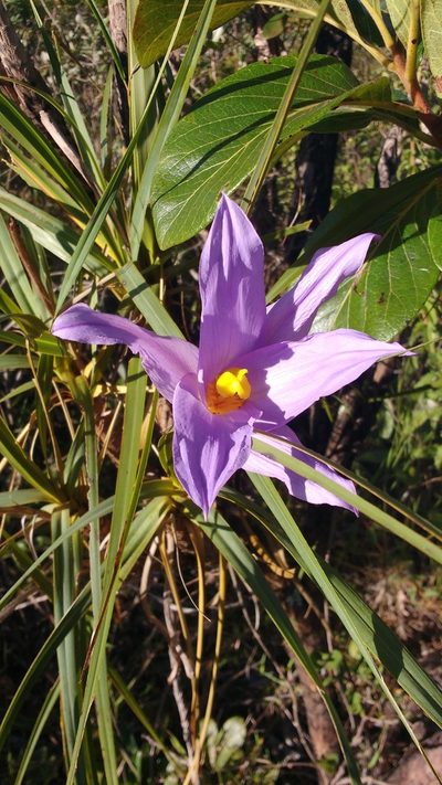 Vellozia squamata, photographed by Leonardo Bergamini