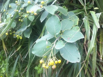 Ehretia dicksonii, photographed by 呂一起(Lyu yi-chi)
