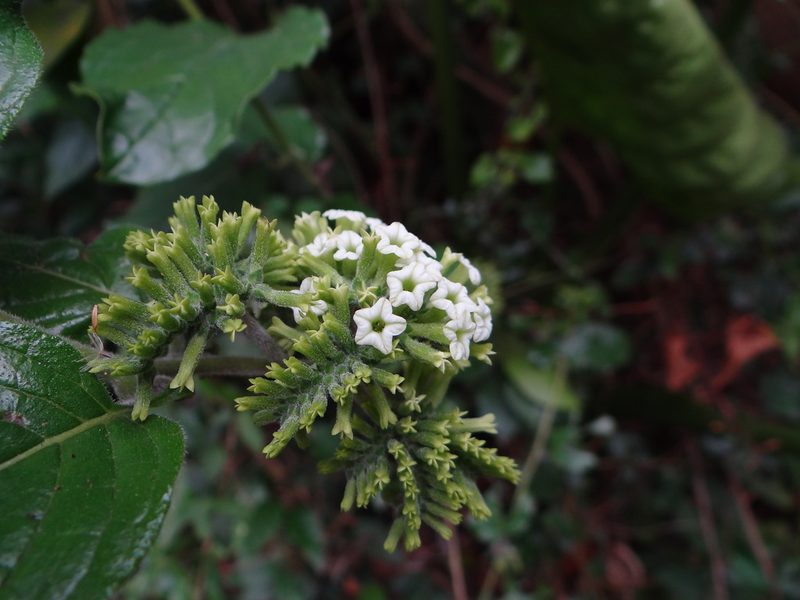 Heliotropium sarmentosum, photographed by 呂一起(Lyu yi-chi)