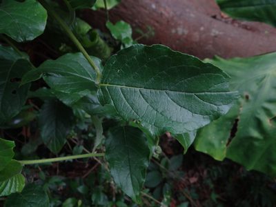 Heliotropium sarmentosum, photographed by 呂一起(Lyu yi-chi)
