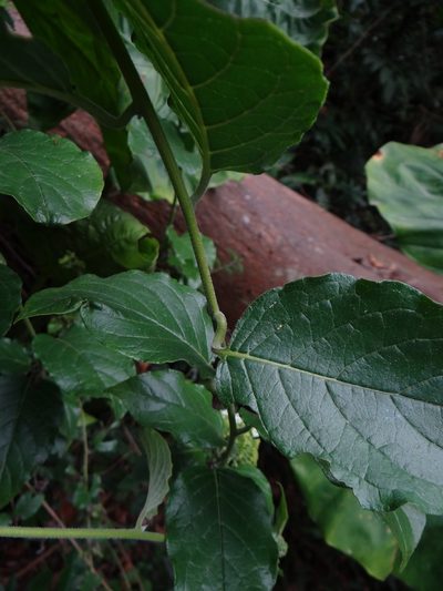 Heliotropium sarmentosum, photographed by 呂一起(Lyu yi-chi)