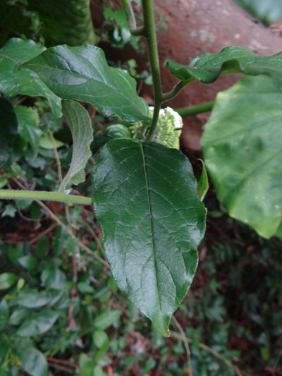 Heliotropium sarmentosum, photographed by 呂一起(Lyu yi-chi)