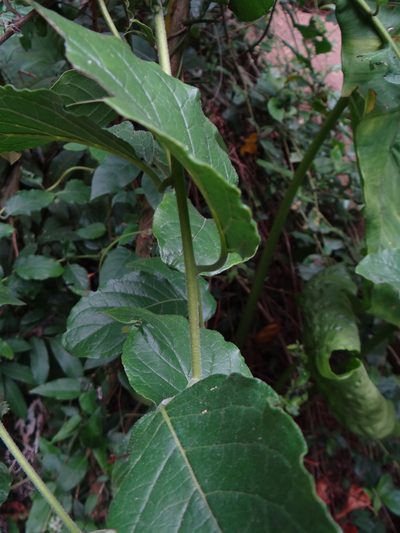 Heliotropium sarmentosum, photographed by 呂一起(Lyu yi-chi)