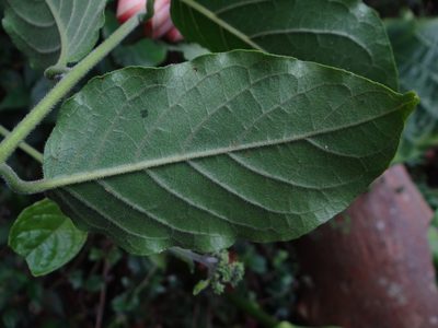 Heliotropium sarmentosum, photographed by 呂一起(Lyu yi-chi)