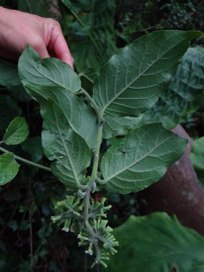 Heliotropium sarmentosum, photographed by 呂一起(Lyu yi-chi)