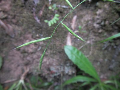 Brachypodium flexum, photographed by douglaseustonbrown