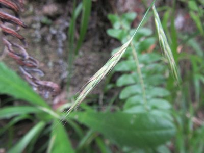 Brachypodium flexum