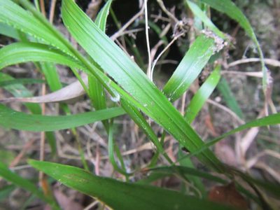 Brachypodium flexum, photographed by douglaseustonbrown