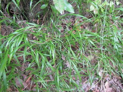 Brachypodium flexum, photographed by douglaseustonbrown