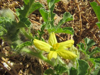 Citrullus amarus, photographed by douglaseustonbrown