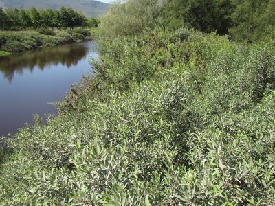 Noltea africana, photographed by douglaseustonbrown